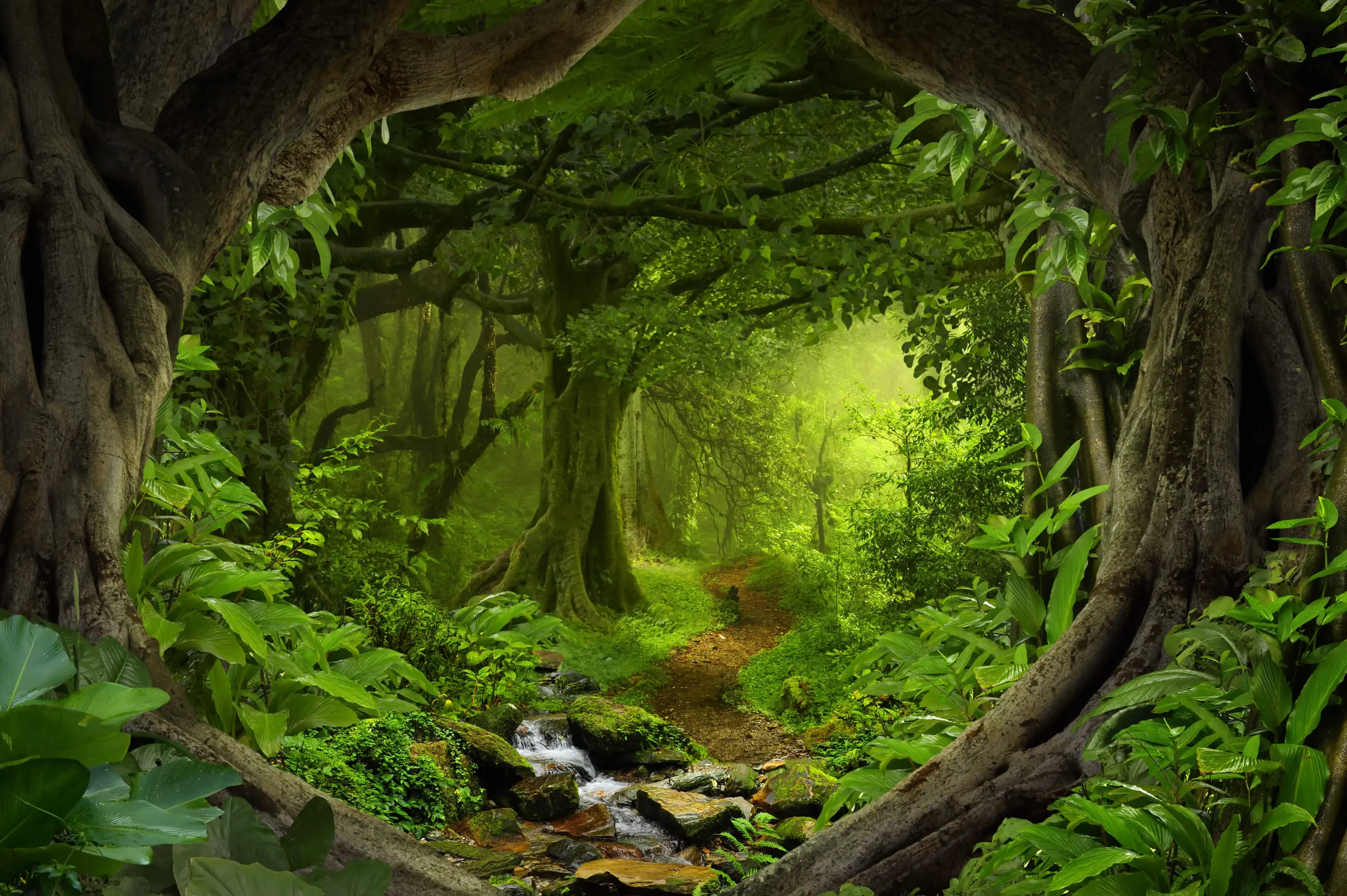forest1